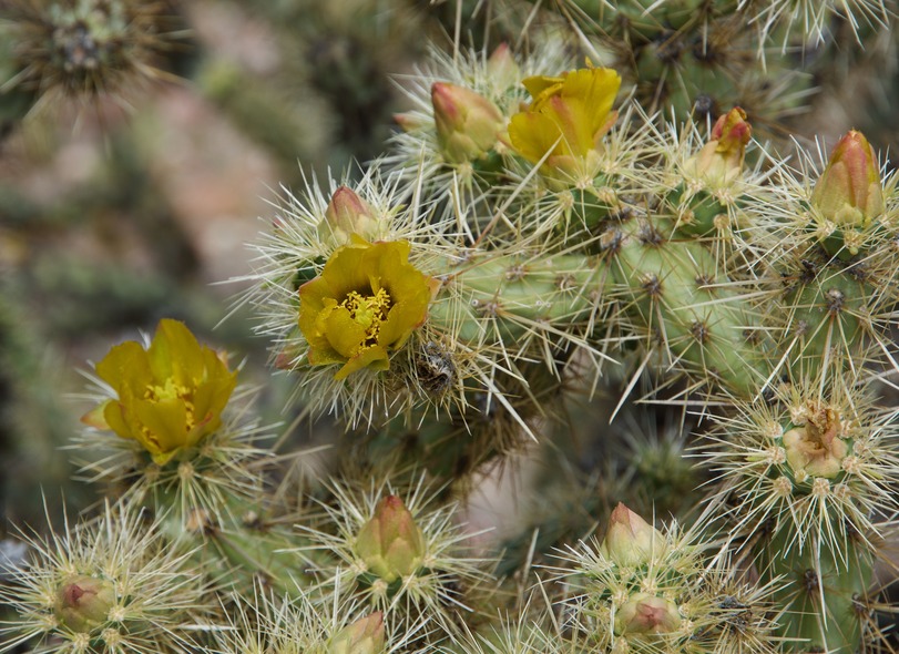 Flowering cactus near the point