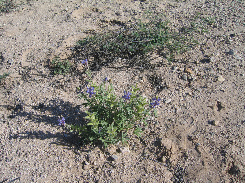 Ground Cover