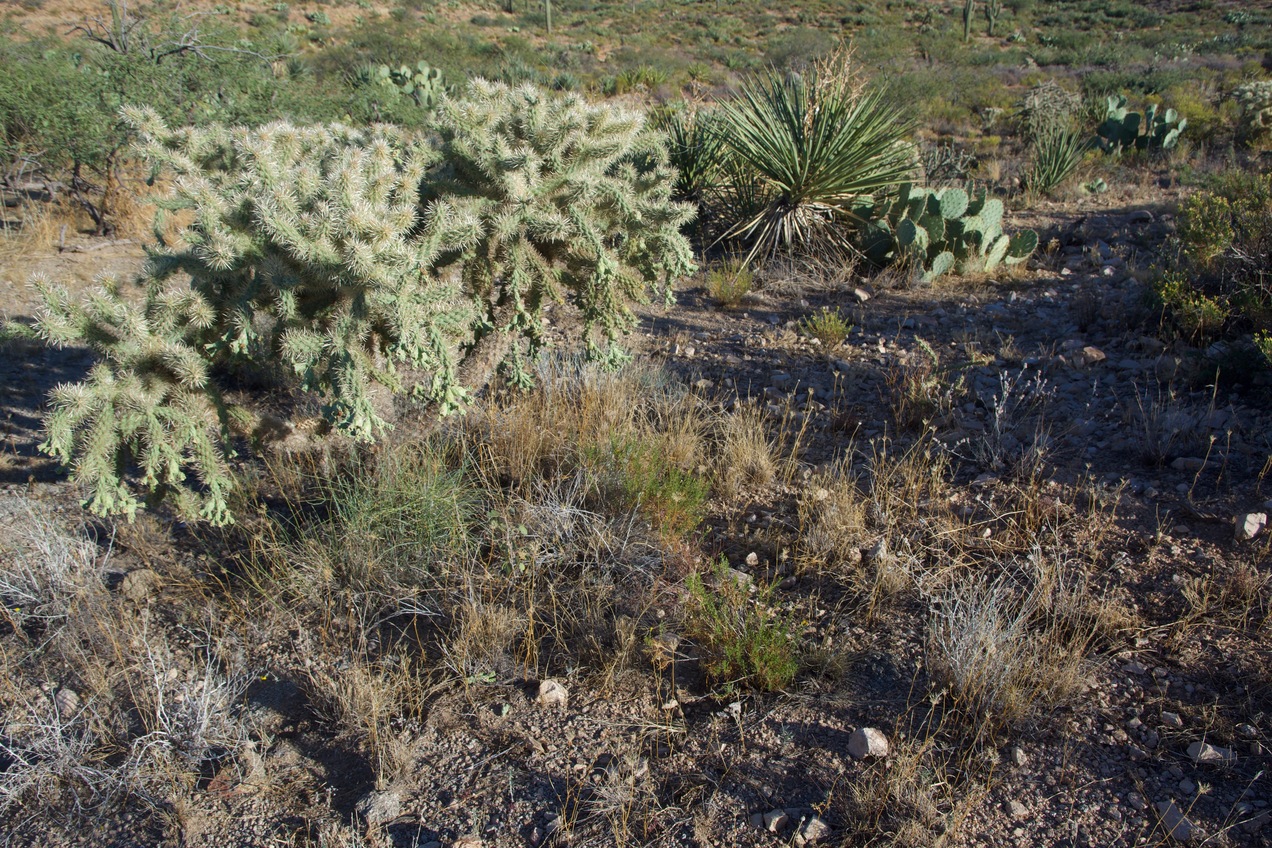 Ground cover at the confluence point