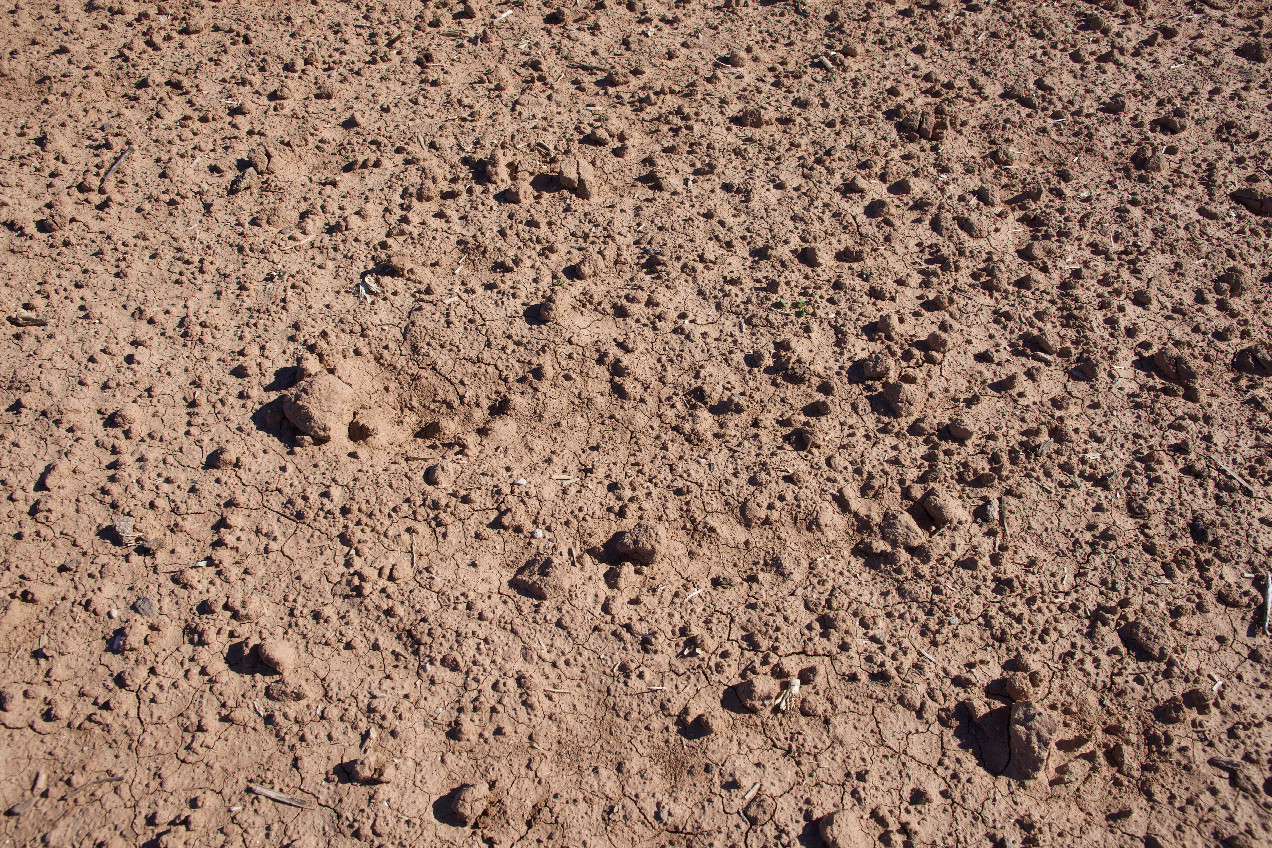 Ground cover at the confluence point