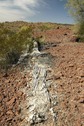 #8: Dead saguaro cactus