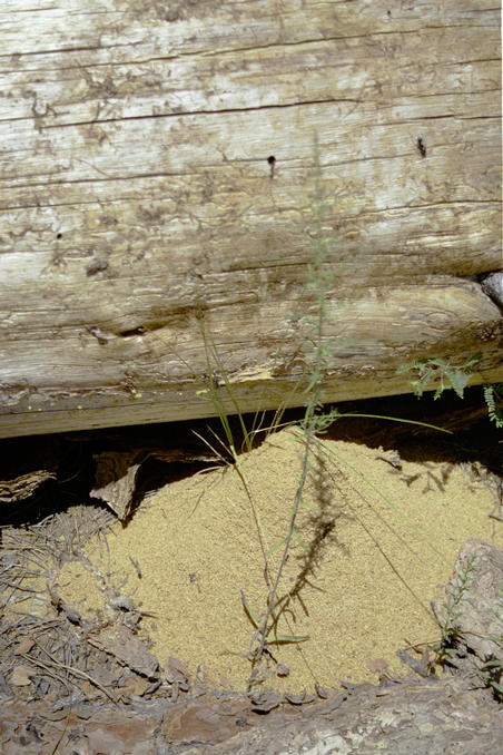 Ants working on removal of tree blocking road