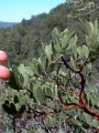 #4: Mexican Manzanita (arctostaphylos pungens)