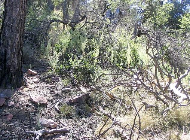 Looking south, directly at the confluence amid tangled limbs and brush.