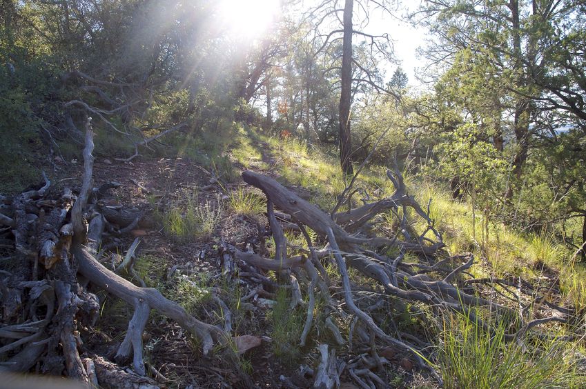 View West (along the slope, into the late-afternoon sun)