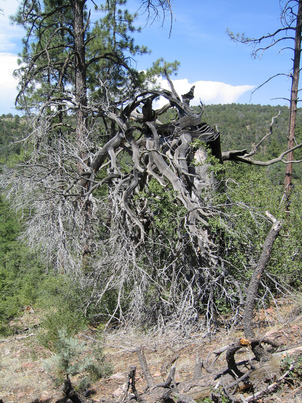 Distinctive tree at confluence