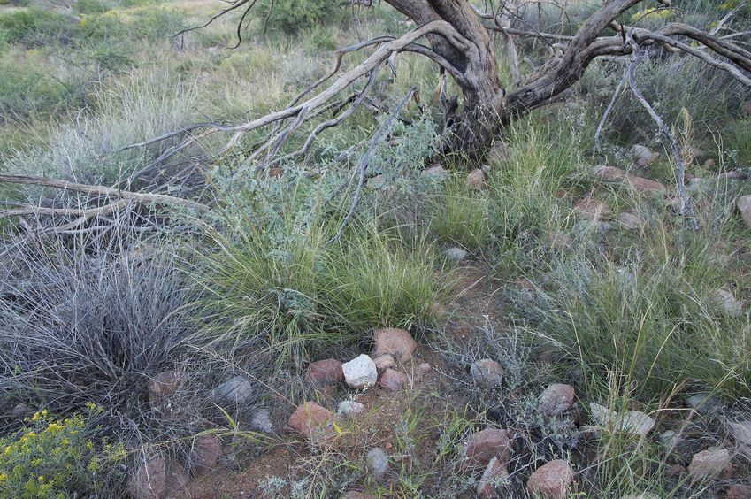 The confluence point lies on a rock-strewn hillside, next to a dead tree