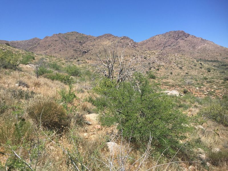 View to the north from the confluence.