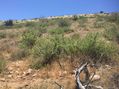 #8: View to the west from the confluence.