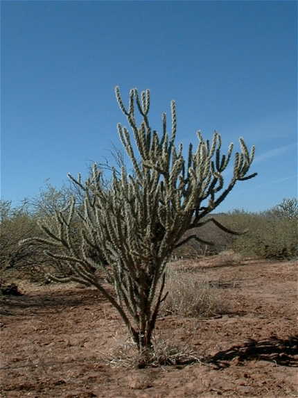 A cactus at the confluence