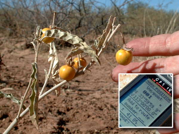 Yellow berries at the confluence, with GPS proof