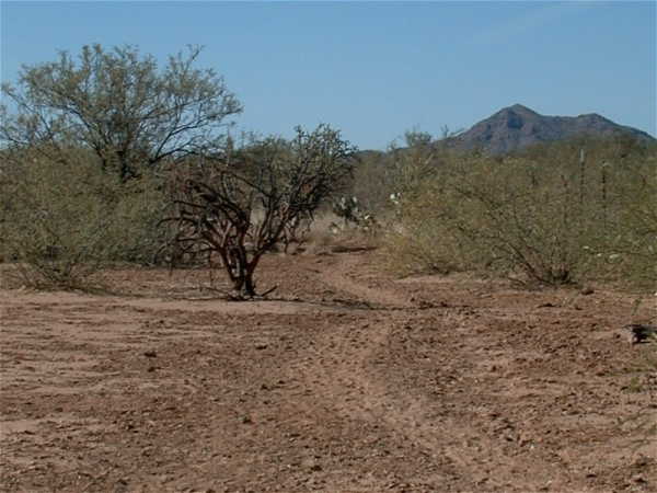 A cattle trail