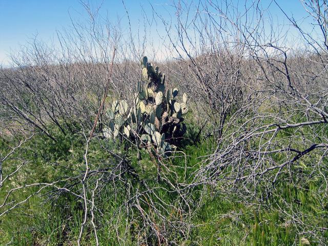 Confluence Cactus