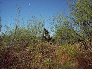 #1: Confluence Cactus