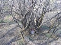 #5: The confluence point lies in a thicket of thorny bushes.  (A geocache is wedged inside one of the bushes.)