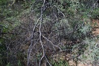 #3: The confluence point lies in this cluster of thorny bushes