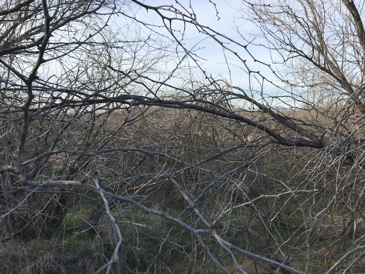 View to the north from the confluence point. 