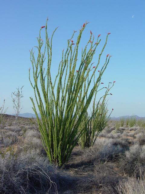 16-foot Ocotillo Plant near Confluence