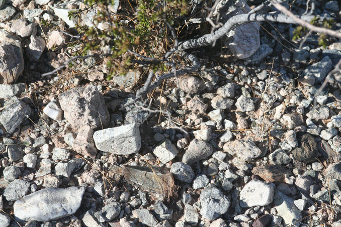 ground cover