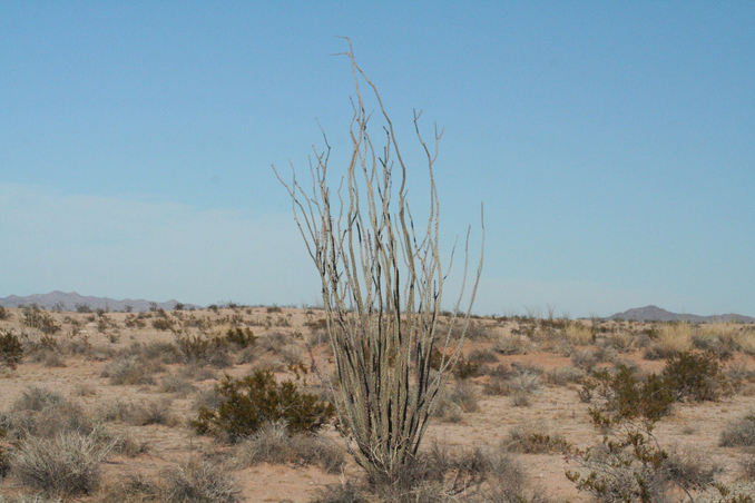 ocotillo cactus