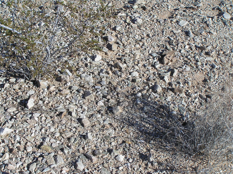 Ground cover at the confluence point.