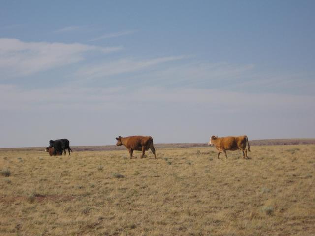 Cattle got to the confluence before us and they're running away!