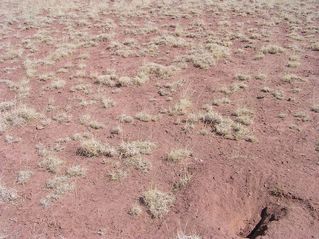 #1: The confluence point lies on flat, thinly-vegetated grazing land