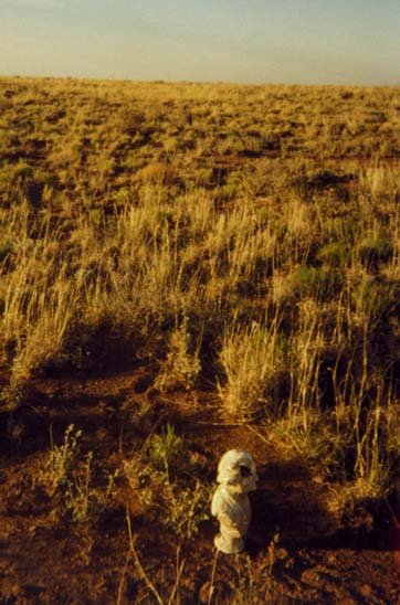 Invisible antelope watch