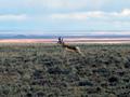 #7: Antelope that was stretching and ready to race us!