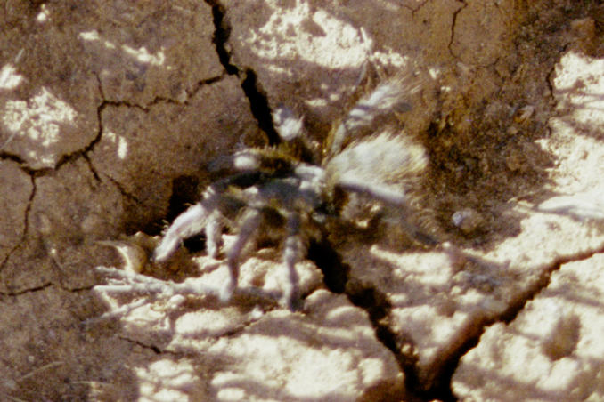 A little wildlife, not very cooperative during picture session