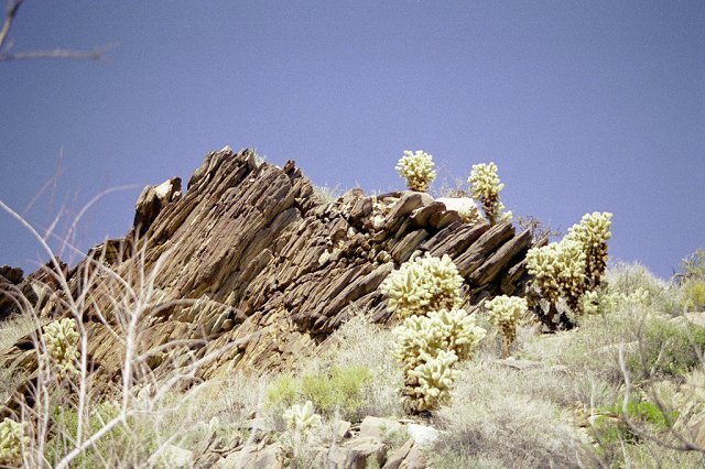 Cholla