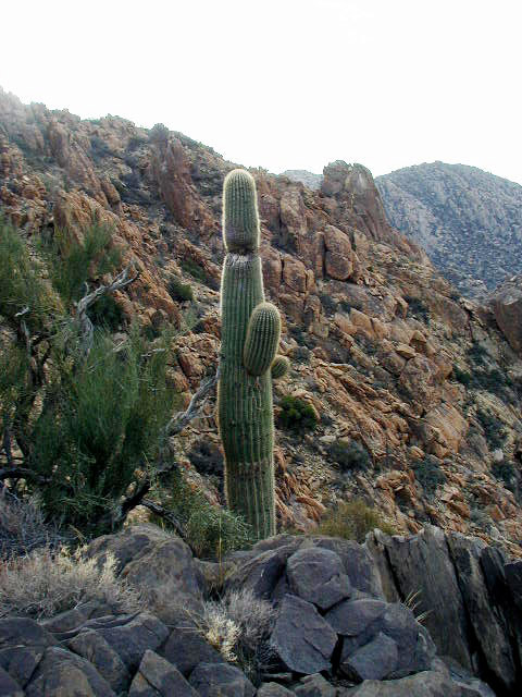 Heart of Darkness with cactus