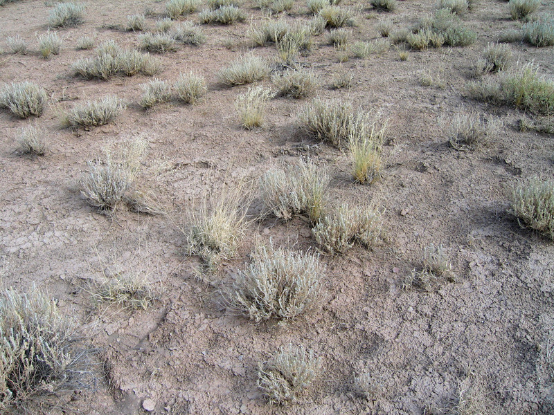 Ground cover at confluence