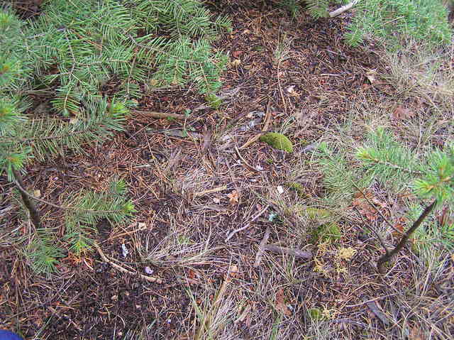 Groundcover at the closest approach to the confluence.