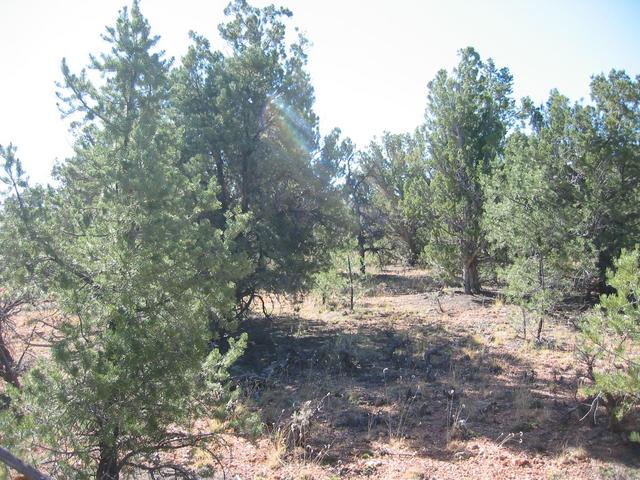 South through the junipers