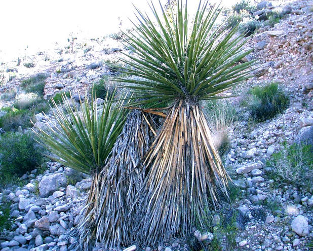 Shows the confluence itself, just in front of the three plants.