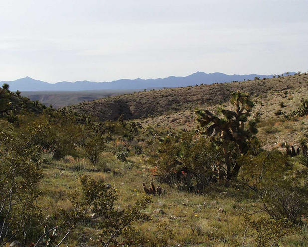 Shows a view from approx. 1/4 mile down the wash from the confluence.