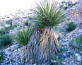 #3: Shows the confluence itself, just in front of the three plants.