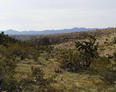 #5: Shows a view from approx. 1/4 mile down the wash from the confluence.