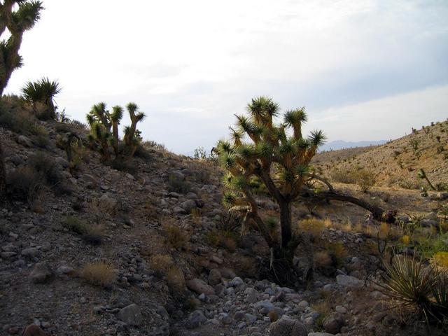 View northwest down the ravine I would hike out