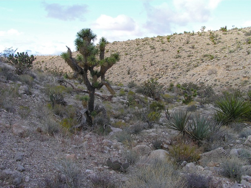 View North (towards Lake Mead - not visible)