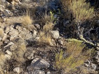 #5: Ground cover at the confluence point