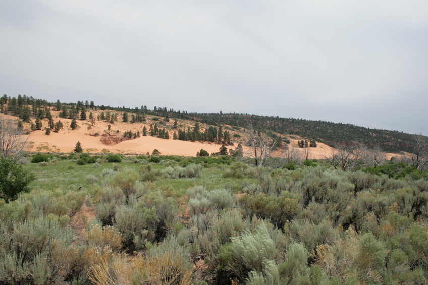 View of Coral Pink Sand Dunes State Park enroute.