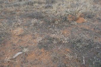 #1: The confluence point lies in this undeveloped field of scrubby desert vegetation