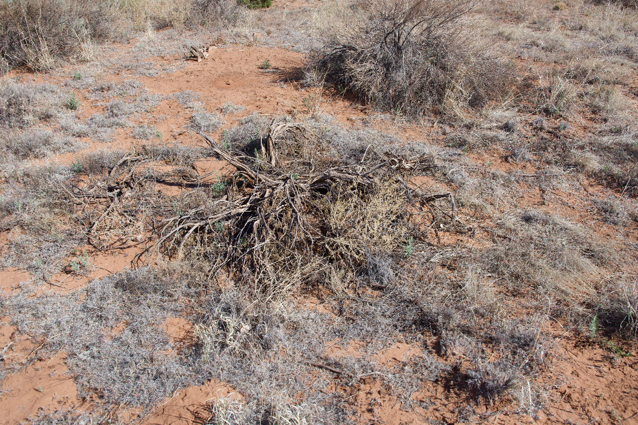 Ground cover at the confluence point