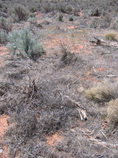 Ground cover at confluence point