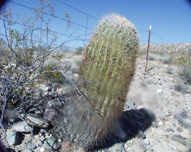 barrel cactus