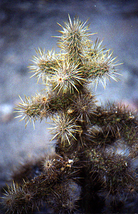 Some sort of prickly, spiny plant thing