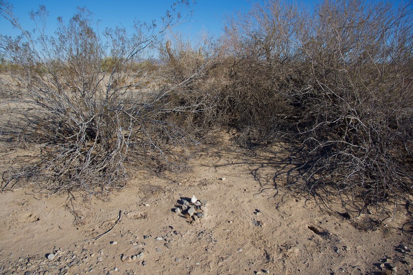 The confluence point lies in front of this large bush