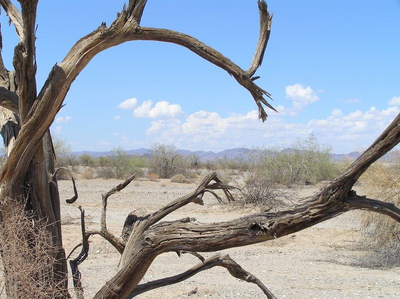 View to the north from the dead tree a stone's throw to the east of the confluence.